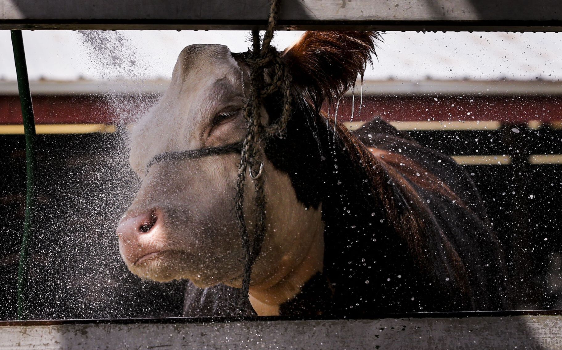 State Fair back in swing